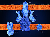 Multidrug efflux pumps, illustration