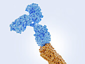Antibody bound to an amyloid beta peptide, illustration