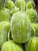 Apulische Melonengurke Carosello Pelosi (Cucumis melo L)