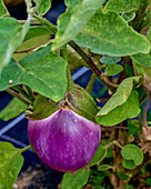 Aubergine plant in the vegetable garden