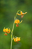 Tigerlilie oder Columbia-Lilie.