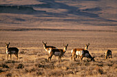 Gabelbock im Hart Mountain National Antelope Refuge im Südosten von Oregon. .