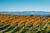 Rows of wine grape vines at Waters Vineyards with the Blue Mountains in the distance; Walla Walla, Washington.