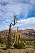 Boojum tree and Cardon cactus in the Catavina Desert, Baja California, Mexico.