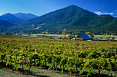 Valley View Vineyards in the Applegate Valley of Southern Oregon..