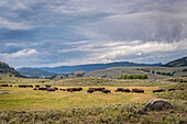 Bisonherde, Lamar Valley, Yellowstone-Nationalpark, Wyoming.