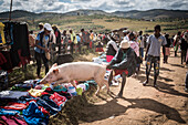 Chasing a pig that escaped, Andohasana Monday Pig Market, Madagascar Central Highlands