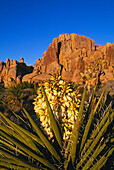 Blühende Yucca-Pflanze; Joshua Tree National Park, Mojave-Wüste, Kalifornien. ..