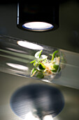 Plant tissue culture in a test tube