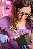 Junge Frau schneidet eine Pflanze in einem pflanzenwissenschaftlichen Labor in College Park, Maryland