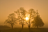 Trees and fog at sunrise; Jefferson-Scio Road, Linn County, Willamette Valley, Oregon.