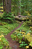 Lookout Creek Old Growth Forest Trail, H.J. Andrews Experimental Forest, Willamette National Forest, Cascade Mountains, Oregon.