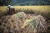 Bauern bei der Arbeit in einem Reisfeld, Bukittinggi, West Sumatra, Indonesien