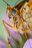 Butterflies are often polymorphic, and many species make use of camouflage, mimicry and aposematism to evade their predators.