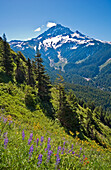Mount Hood und Wildblumen auf einer Wiese am Bald Mountain vom Top Spur Trail aus; Mount Hood National Forest, Oregon.