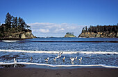 Möwen am Strand im Sunset Bay State Park, Küste von Oregon.
