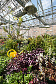 Flats and potted plants in a research greenhouse complex