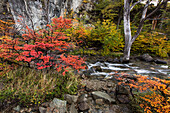 Fall color by Arroyo del Salto near the Chorillo del Salto waterfall in Los Glaciares National Park near El Chalten, Argentina. A UNESCO World Heritage Site in the Patagonia region of South America.
