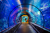 Das Shark Reef Aquarium im Mandalay Bay Hotel und Casino in Las Vegas. Das Shark Reef Aquarium besteht aus fast 1,6 Millionen Gallonen Wasser.