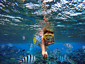 Schnorchelausflug in den seichten Gewässern der Lagune von Bora Bora, Moorea, Französisch-Polynesien, Gesellschaftsinseln, Südpazifik. Cooks Bucht.
