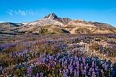 Lupine and penstemon on the Pumice Plain, Windy Trail, Mount Saint Helens National Volcanic Monument, Washington.