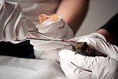 Scientist examining a bat in a wildlife lab