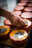Packaging cheese at the cheese factory at Hacienda Zuleta, Imbabura, Ecuador, South America