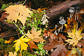 Ahornblätter, Pilze, Lungenkraut, Moose, Tausendfüßler und verrottende Baumstämme auf dem Waldboden. Vom BLM verwaltetes Waldland in der Nähe von Alsea in den Coast Range Mountains, Oregon, USA.