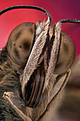 A butterfly portrait, showing detail of compound eye, scales and proboscis