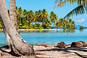 Island of Taha'a, French Polynesia. Motu Mahana palm trees at the beach, Taha'a, Society Islands, French Polynesia, South Pacific.
