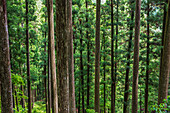Kumano Kodo Pilgerweg. Wald bei Mizunomi-oji. Nakahechi. Präfektur Wakayama. Halbinsel Kii. Region Kansai. Insel Honshü, UNESCO-Weltkulturerbe. Japan