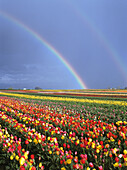Rainbow over field of tulips; Wooden Shoe Tulip Farm, Mount Angel, Oregon.