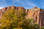 Cottonwood trees, Populus fremonti, in fall color and sandstone cliffs in Capitol Reef National Park, Utah.