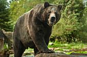 Grizzlybär, Woodland Park Zoo, Seattle, Washington.