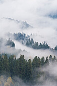 Regen und Wolken im Wald an der Südostseite des Mount Saint Helens National Volcanic Monument, Cascade Mountains, Washington. Von der Forest Road 90 zwischen Curly Creek Falls und Big Creek Falls.