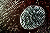 Close up of an ant compound eye; texture of the ommatidium can be apreciatted