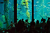 Monterey Bay Aquarium: Besucher besichtigen ein dreistöckiges Aquarium; Monterey, Kalifornien.