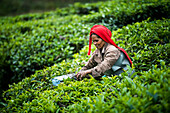 Tea pickers picking tea leaves in tea plantations in the mountains landscape at Munnar, Western Ghats Mountains, Kerala, India