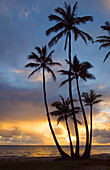Sunrise and coconut palm trees at Punalu'u Beach Park, Windward Oahu, Hawaii.