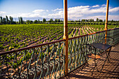 Balkon mit Blick auf die Weinberge im Club Tapiz, einer Bodega (Weinkellerei) in der Gegend von Maipu in Mendoza, Provinz Mendoza, Argentinien