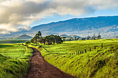 Mana Road, Waimea, Insel Hawaii.