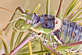 Eine Buschgrille auf einer Rosmarinpflanze. Die verkümmerten Flügel der Ephippiger-Arten sind flugunfähig und dienen nur zur Abgabe von Lauten. Dieses Exemplar ist von parasitären Milben befallen.