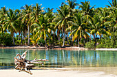 Insel Taha'a, Französisch-Polynesien. Motu Mahana Palmen am Strand, Taha'a, Gesellschaftsinseln, Französisch-Polynesien, Südpazifik.
