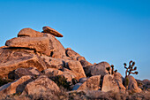 Cap Rock, Joshua Tree National Park, California.