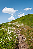 Avalanche lilies along the High Divide Trail, Olympic National Park, Washington.