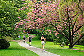 Blühender Kirschbaum und joggende, radfahrende und spazierende Menschen auf dem Azalea Way Fußweg im Washington Park Arboretum; Seattle, Washington.