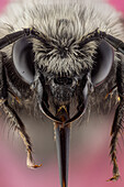 Bienen sind fliegende Insekten, die eng mit Wespen und Ameisen verwandt sind. Sie sind bekannt für ihre Rolle bei der Bestäubung und, im Falle der bekanntesten Bienenart, der europäischen Honigbiene, für die Produktion von Honig und Bienenwachs.
