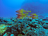 Eine gesunde tropische Fische bunt mit klaren blauen Wasser. Malolo Island Resort und Likuliku Resort, Mamanucas Inselgruppe Fidschi