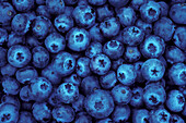 Blueberries from U-Pick farm; Alvadore, Willamette Valley, Oregon. .