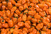 Habanero-Chilis im Mercado Pino Suarez in der Altstadt von Mazatlan, Mexiko.